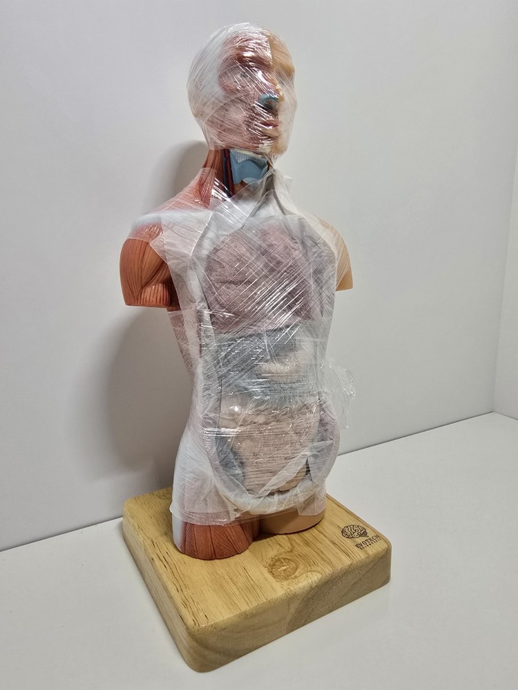 Evotech Mini Human Torso 10 inch Science Learning School