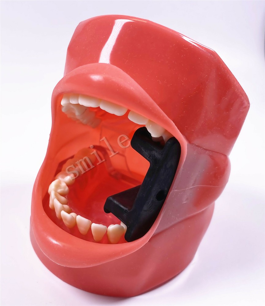 Dental Typodont Practice Removable Teeth Model Soft Gum + Simulation Cheek