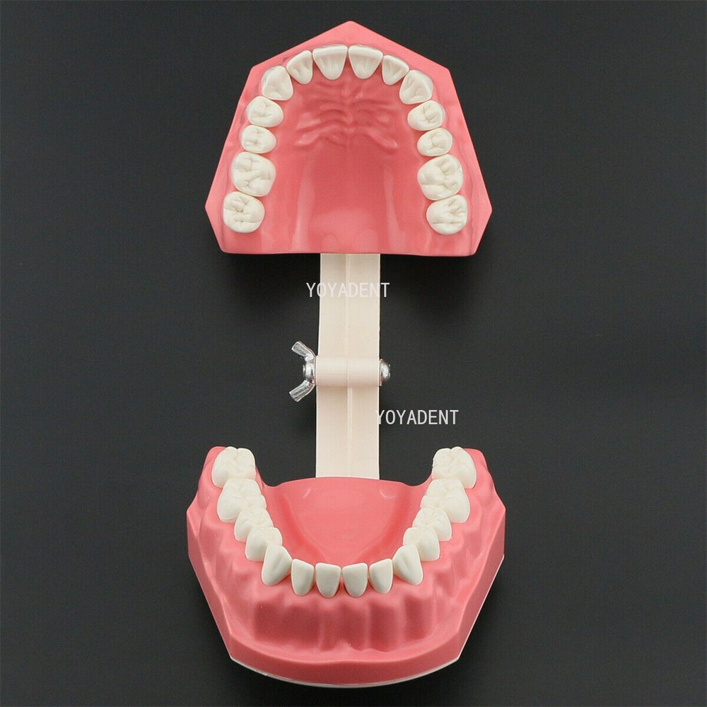 US Dental Teeth Model Dentistry Orthodontic Teeth Model 1:1 forBrushing Practice