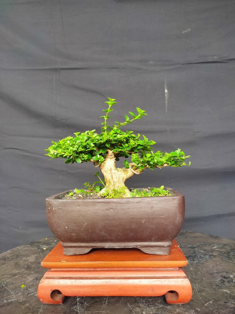 Premna Microphylla Living Tree Bonsai Tree
