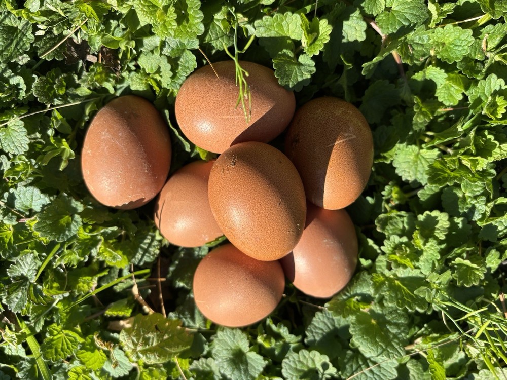 Welsummer hatching eggs (12 Eggs)