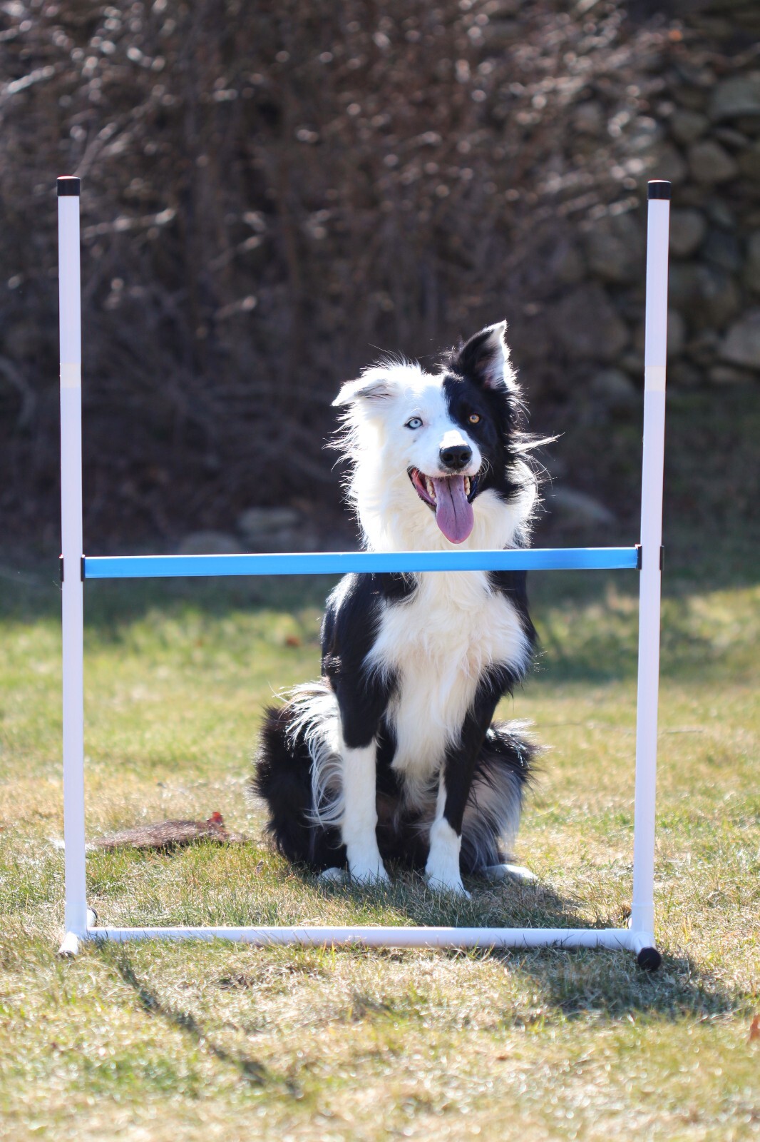 Better Sporting Dogs Single Dog Bar Jump- 0222-1