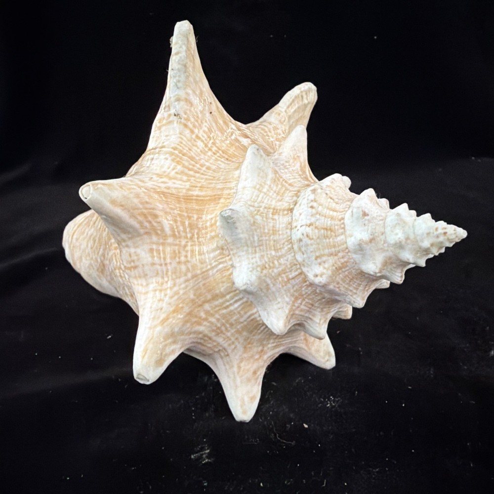 Queen Conch Shell 176.6mm No Collection Data (A666)