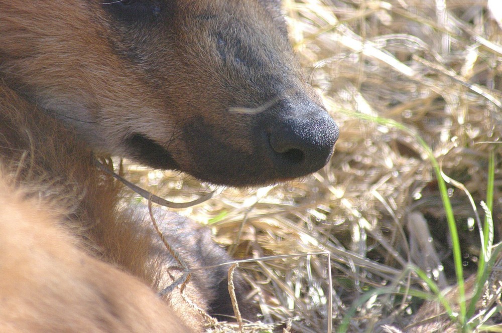 Maned Wolf Taxidermy Reference Photo Cd