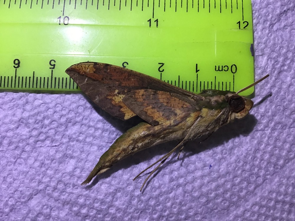 LPSP 16 A+/ A Sphingidae Moths