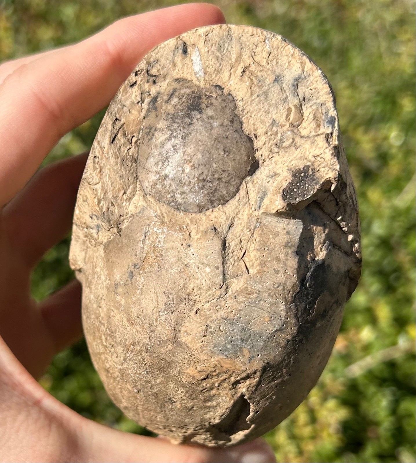 Indonesia Fossil Ammonite Permian Age Timor HUGE