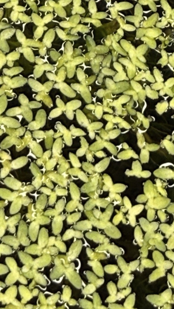 5000+ Duckweed Live Aquarium  Floating Plant 3oz