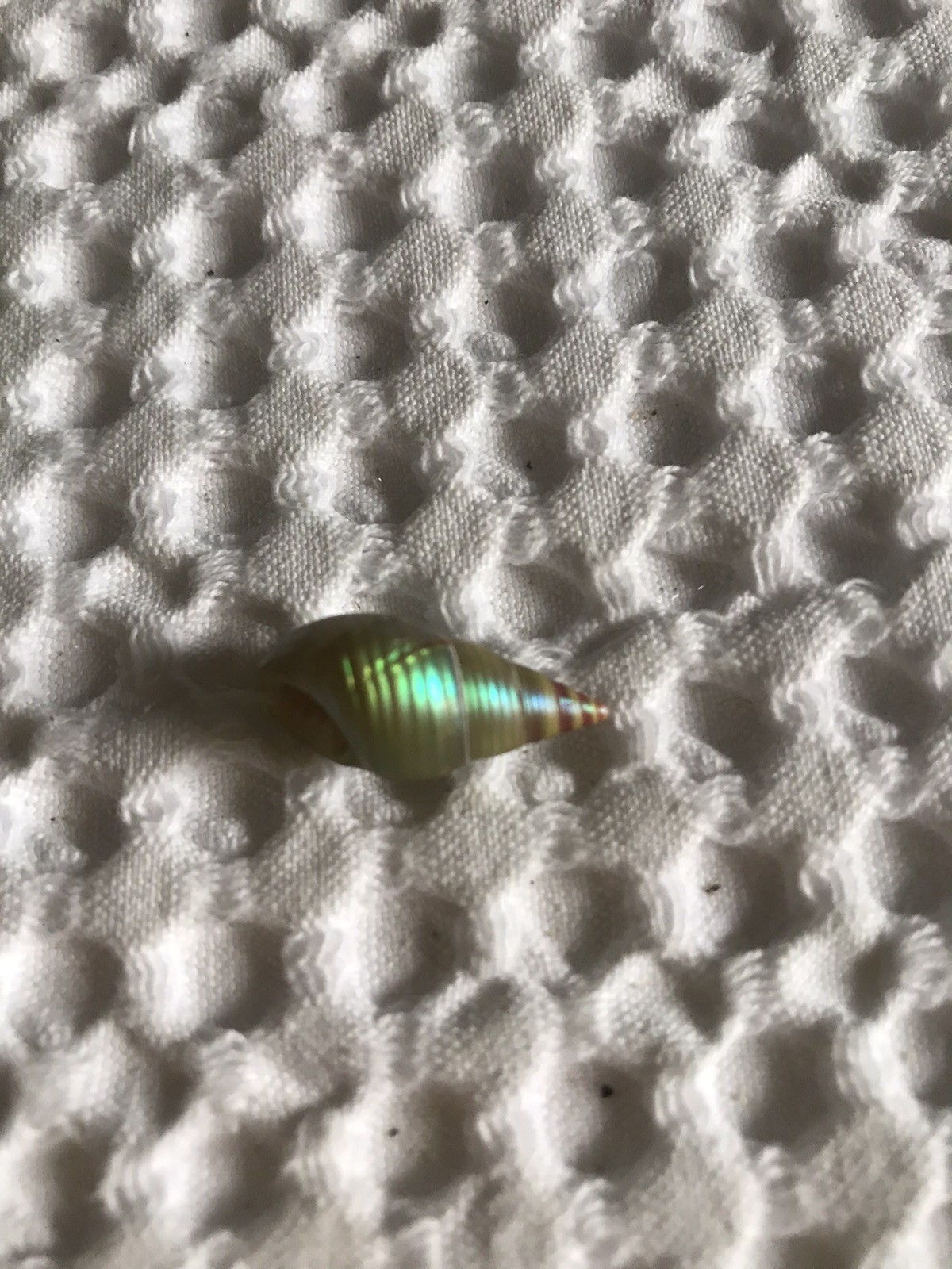 A BOX OF 10 KING MAIREENER SHELLS