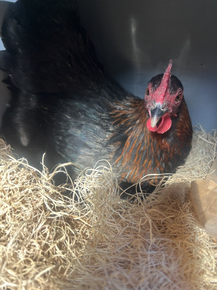 🐣🤍6 Black Copper Marans(BCM)hatching eggs NOT hatchery sourced🤍🐣