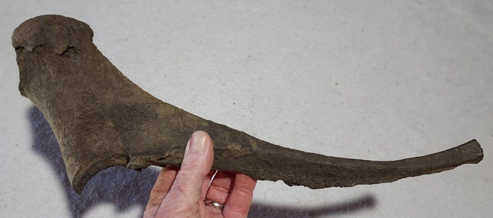 Ice Age Bison Ulna Bone Fossil