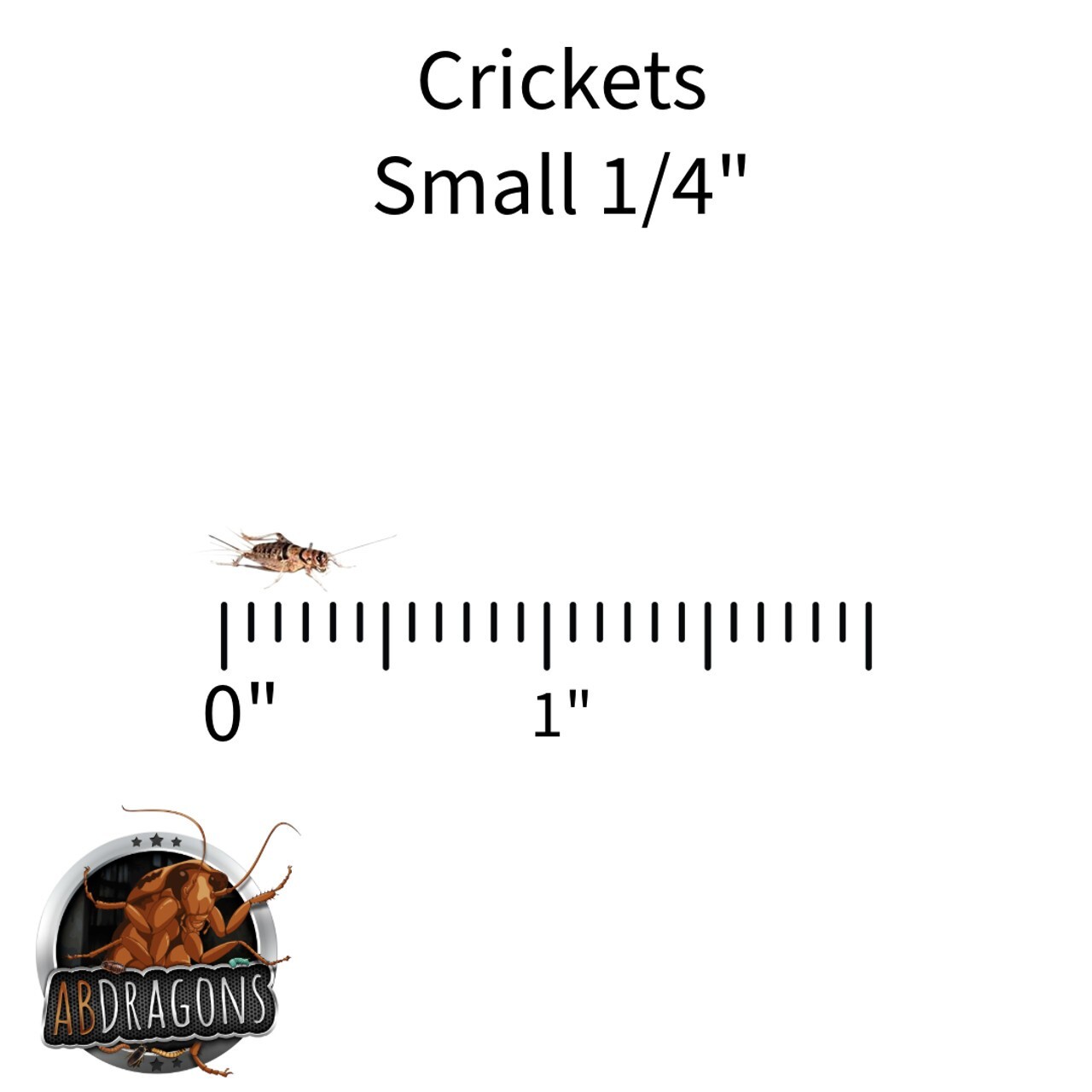 Live Crickets 100 -1000 Count Free Shipping Guaranteed Live Delivery