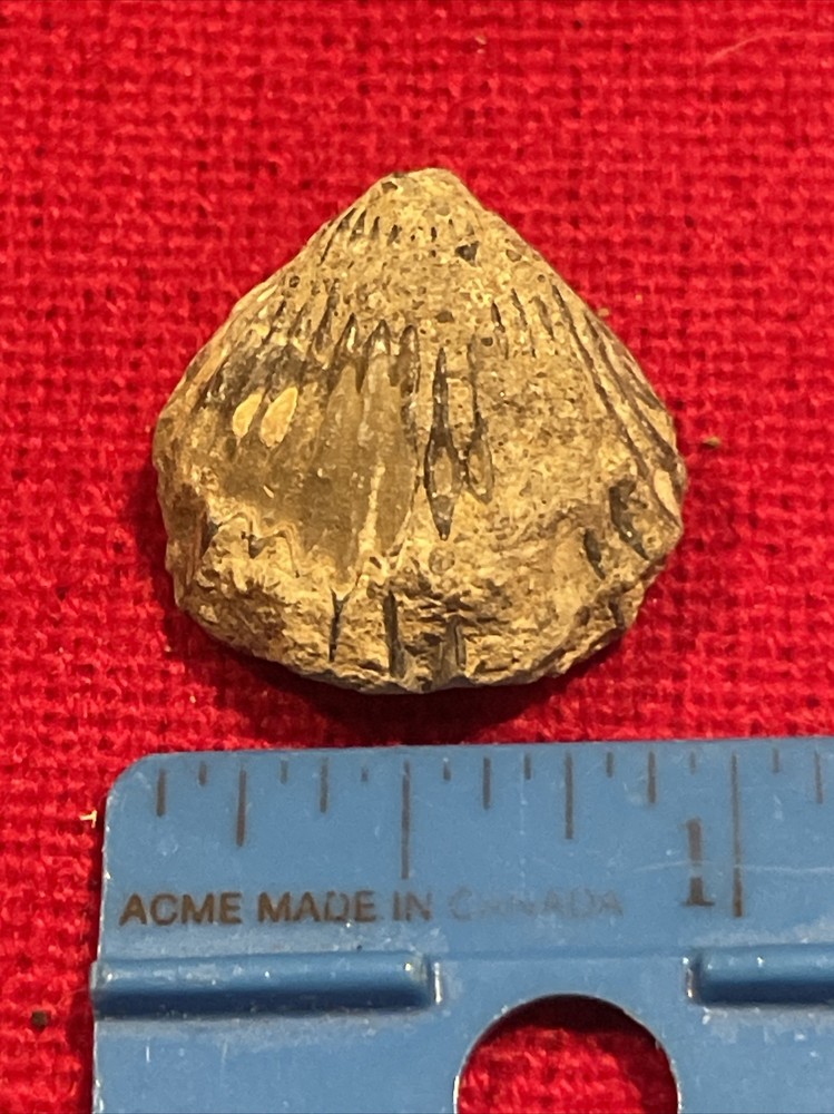 prehistoric Sea animals, Fossilized