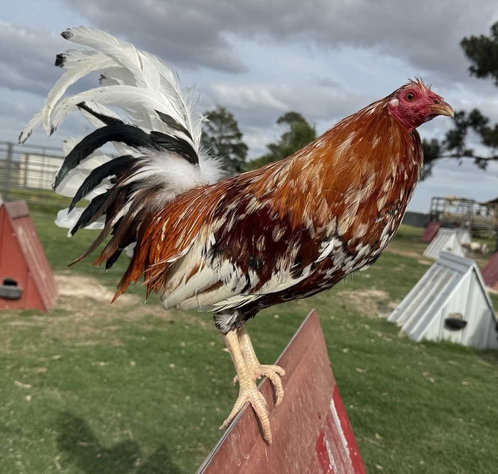 Chicken Hatching Egg