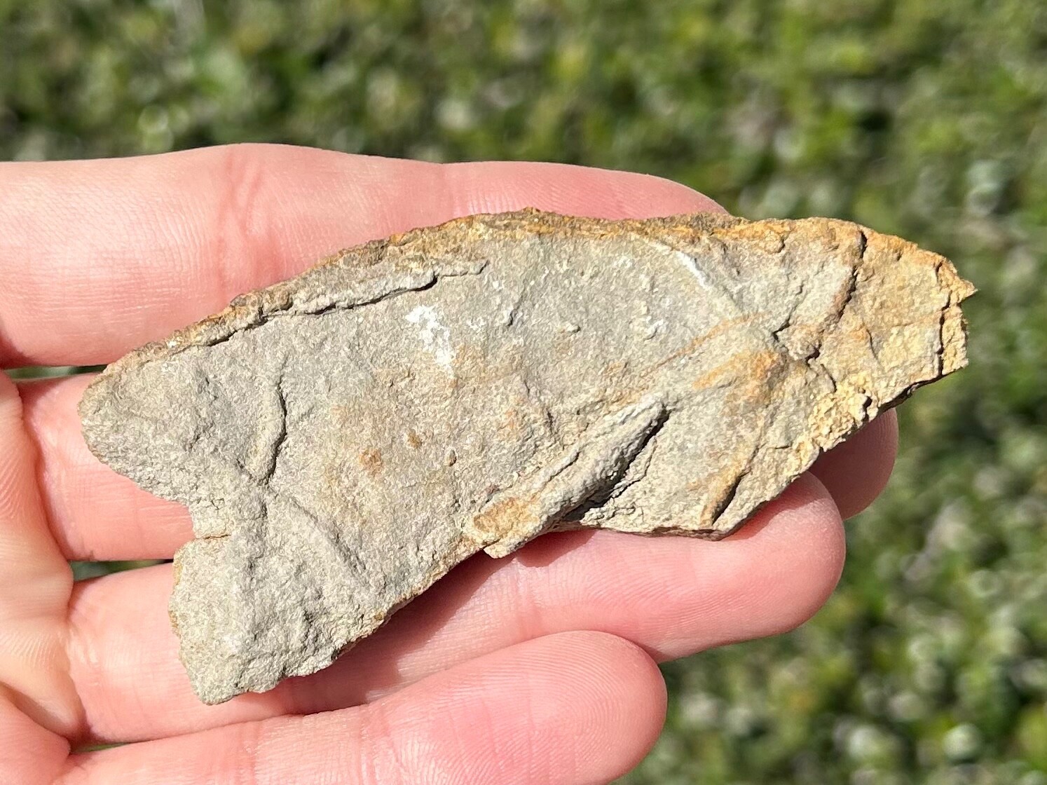 France Fossil Starfish in Matrix Asterie lumbricalis Triassic Age Echinoderm