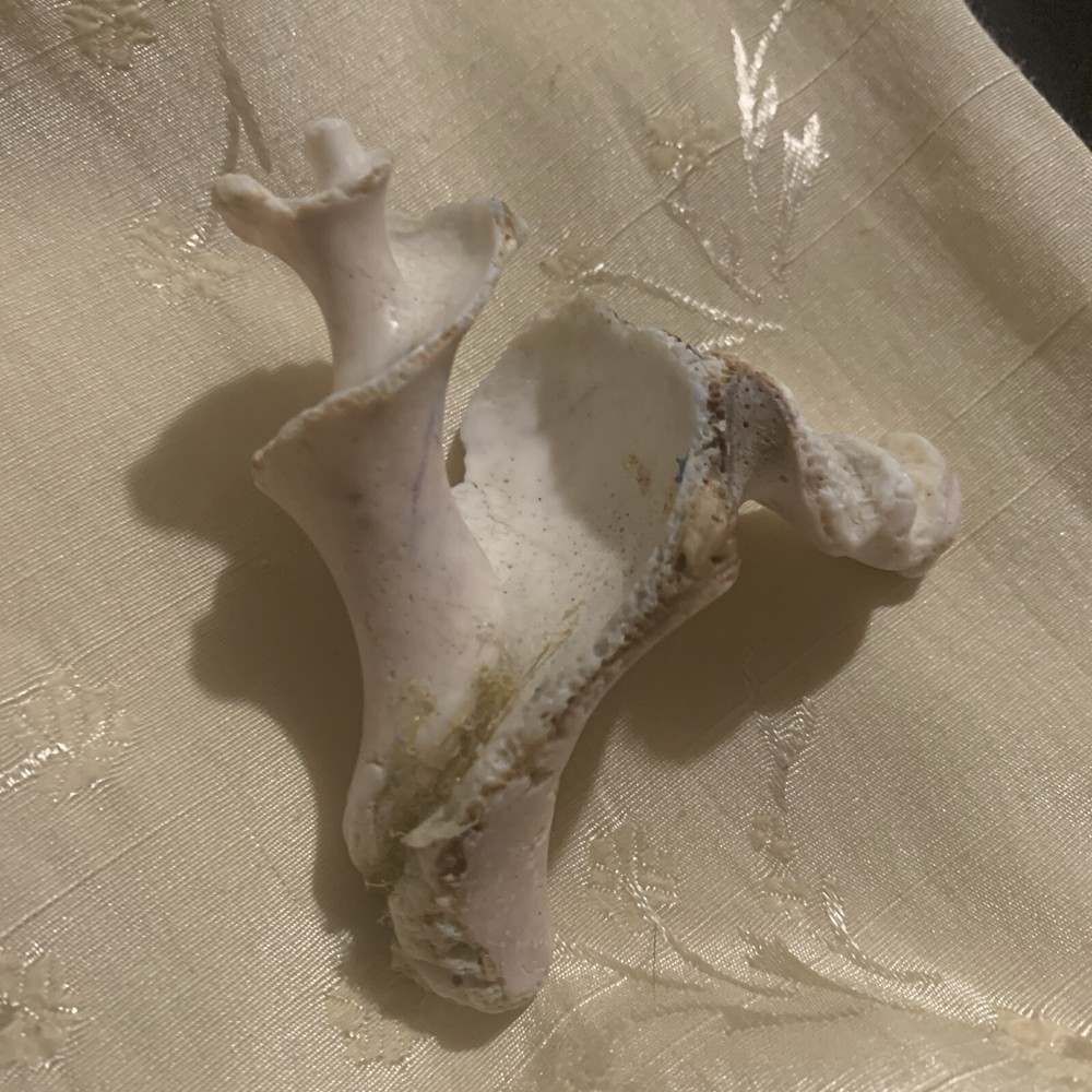 Conch Shell Interior Fossil