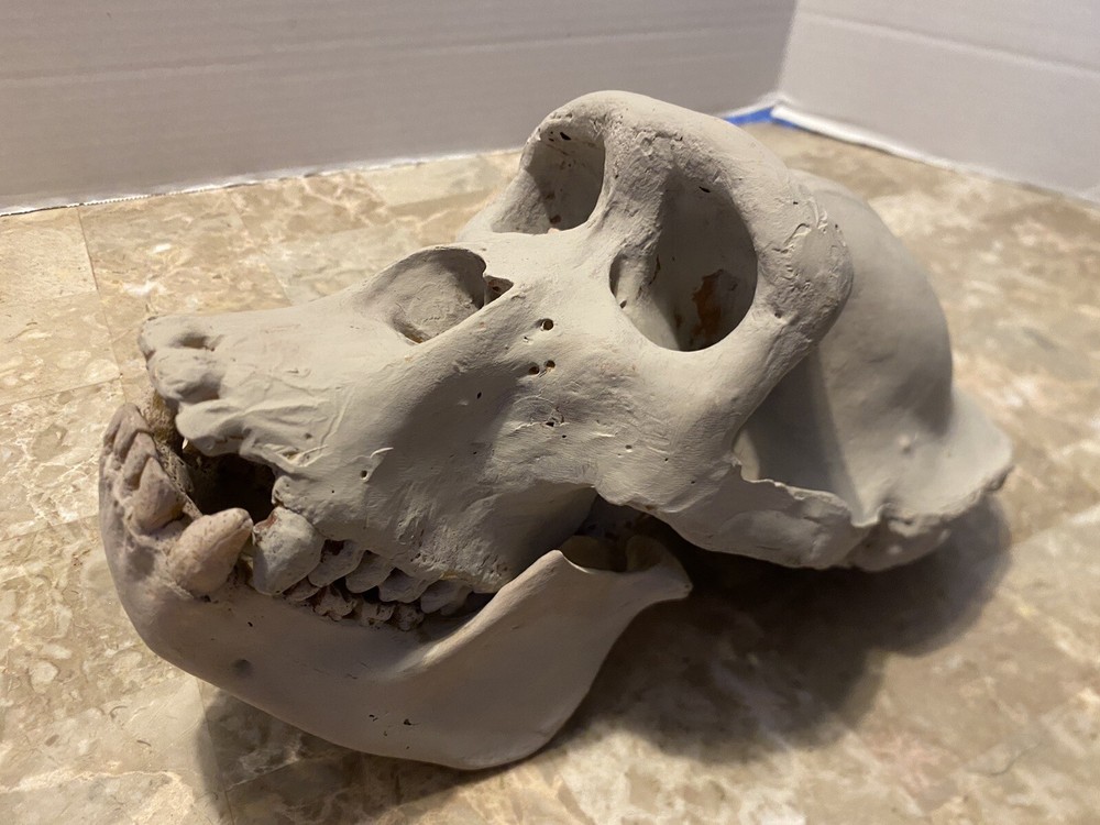 Gorilla Skull Replica Skull Large Cast Model Two Piece