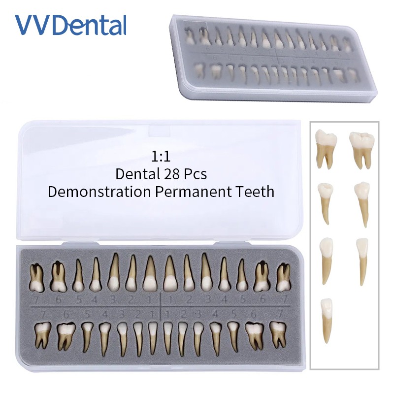 28pcs/kit Dental 1: 1 Permanent Teeth Demonstration Implant Teaching Study Model