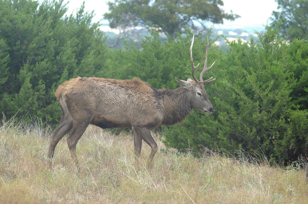 Red Stag Taxidermy Reference Photo Cd