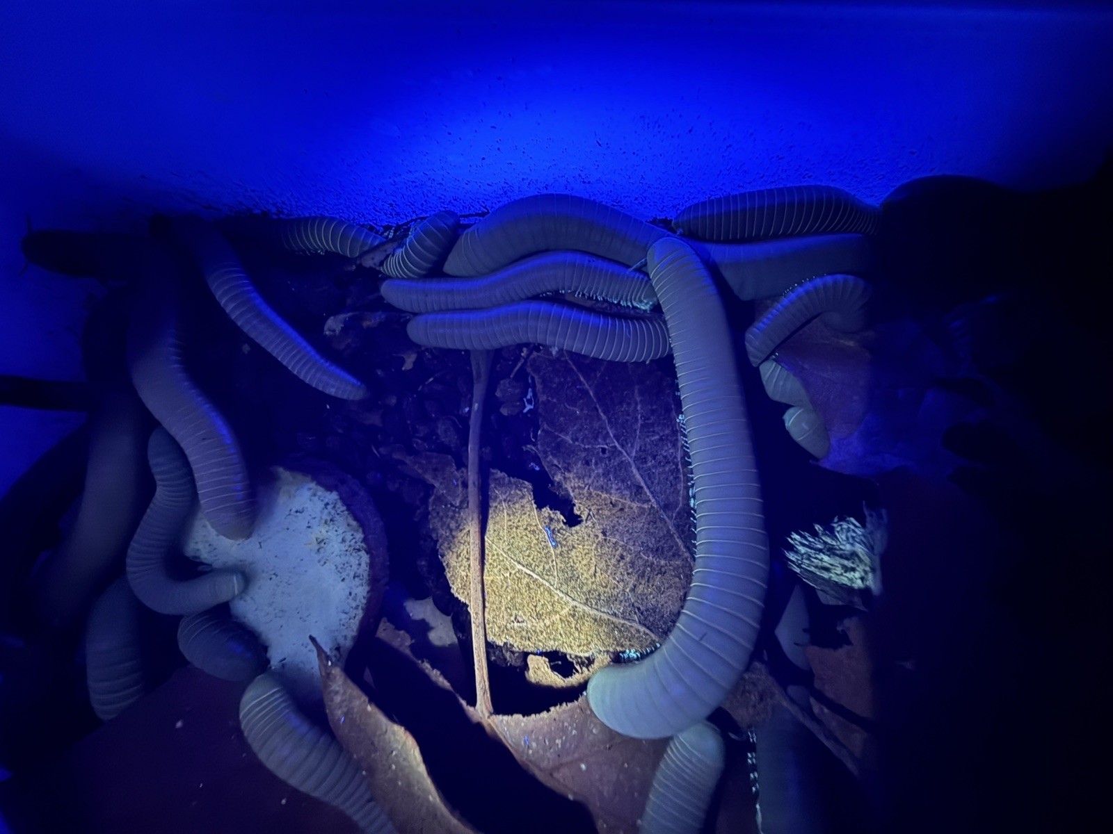 UV REACTIVE Hiltonius Pulchrus Millipede 5 Compost Classroom Pet Millipede Only