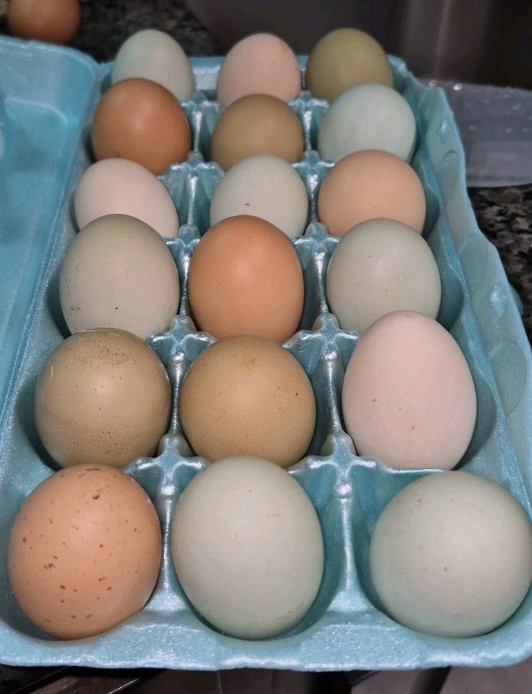 🐥🐣10+2 PICK YOUR COLOR  Barnyard Mix🐣🐥