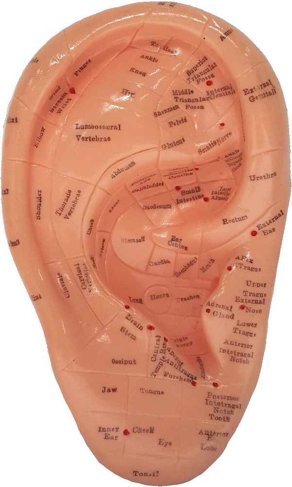 Acupuncture Ear Zone Model/Height 7"