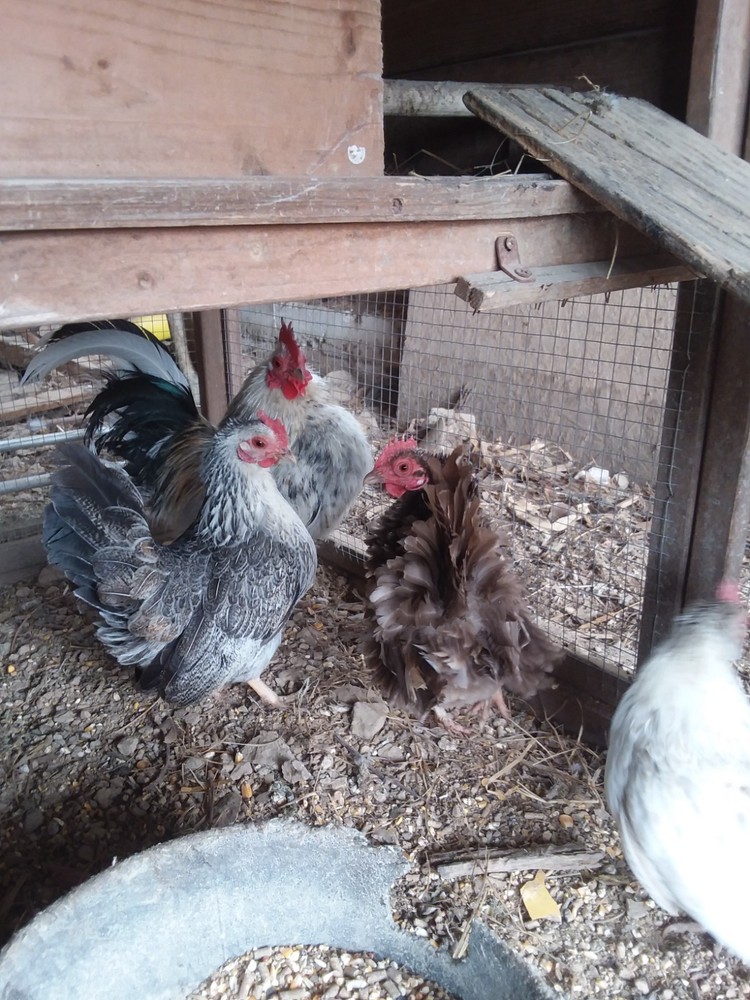 10+ Fertile Serama Chicken Hatching Eggs