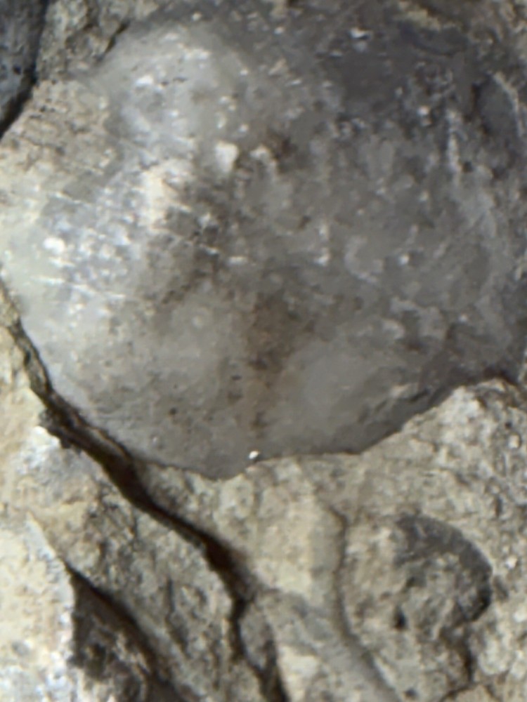 fossil slab, multiple specimens, natural matrix rock, 16 cm plate