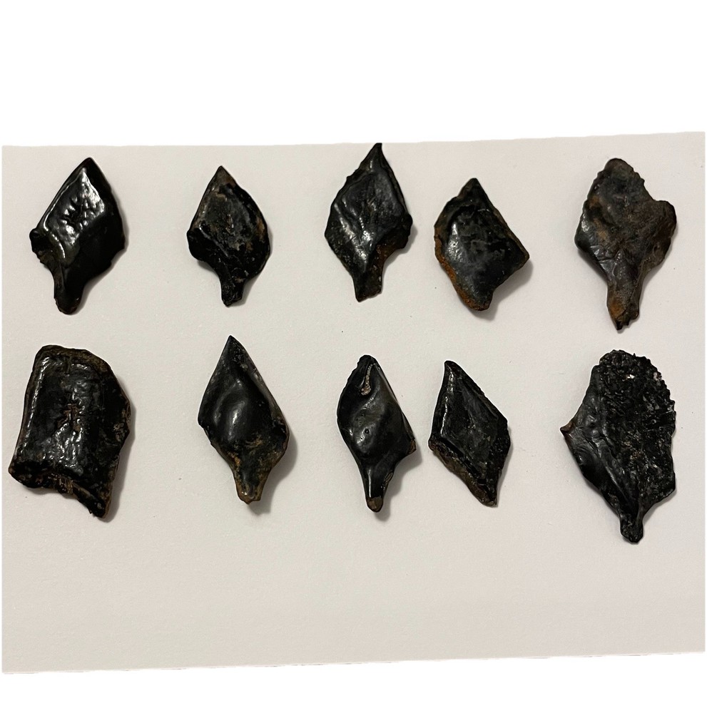 Gar Scale Fossils Ice Age Florida