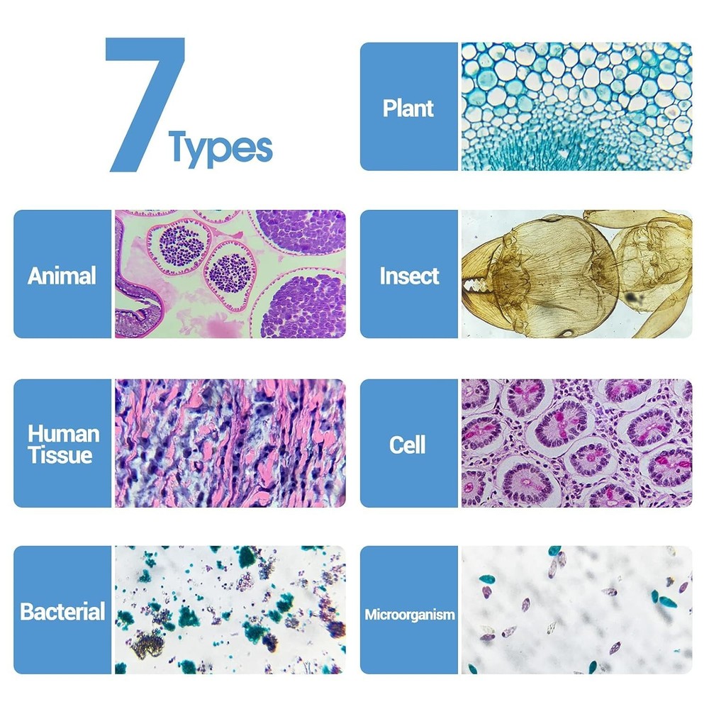 30 Microscope Slides with Specimens for Kids, Prepared Microscope Slides for ...