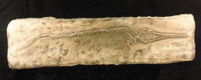 ICTHYOSAUR   PANEL  REPLICA
