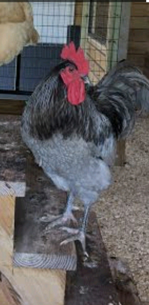 24 Jersey Giant BBS Hatching Eggs NPIP Clean