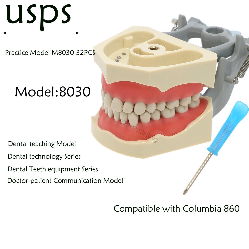 US Columbia Dentoform 860 Dental Study Model 32 Replace Teeth Mounting Pole