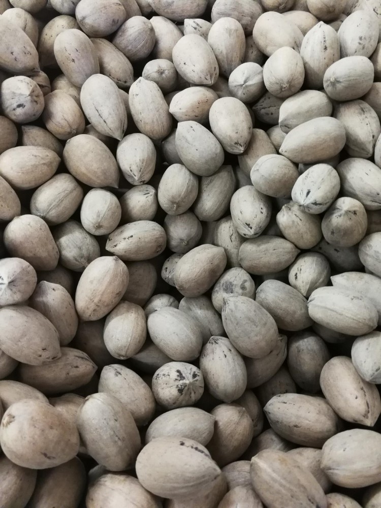 In Shell Pecans from Texas 2024 Crop 5 Pounds