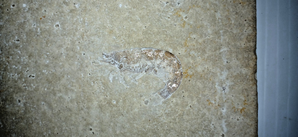 Shrimp Fossil