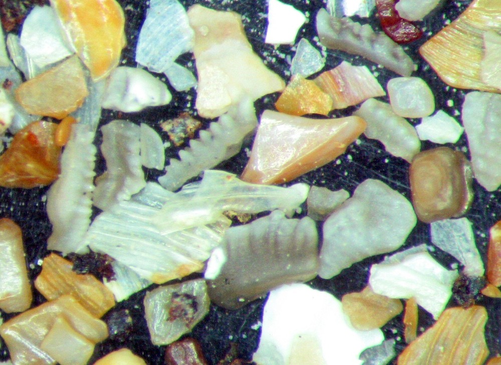 Devonian Kothman Ranch Limestone Conodont shark fish microfossil matrix slide x1