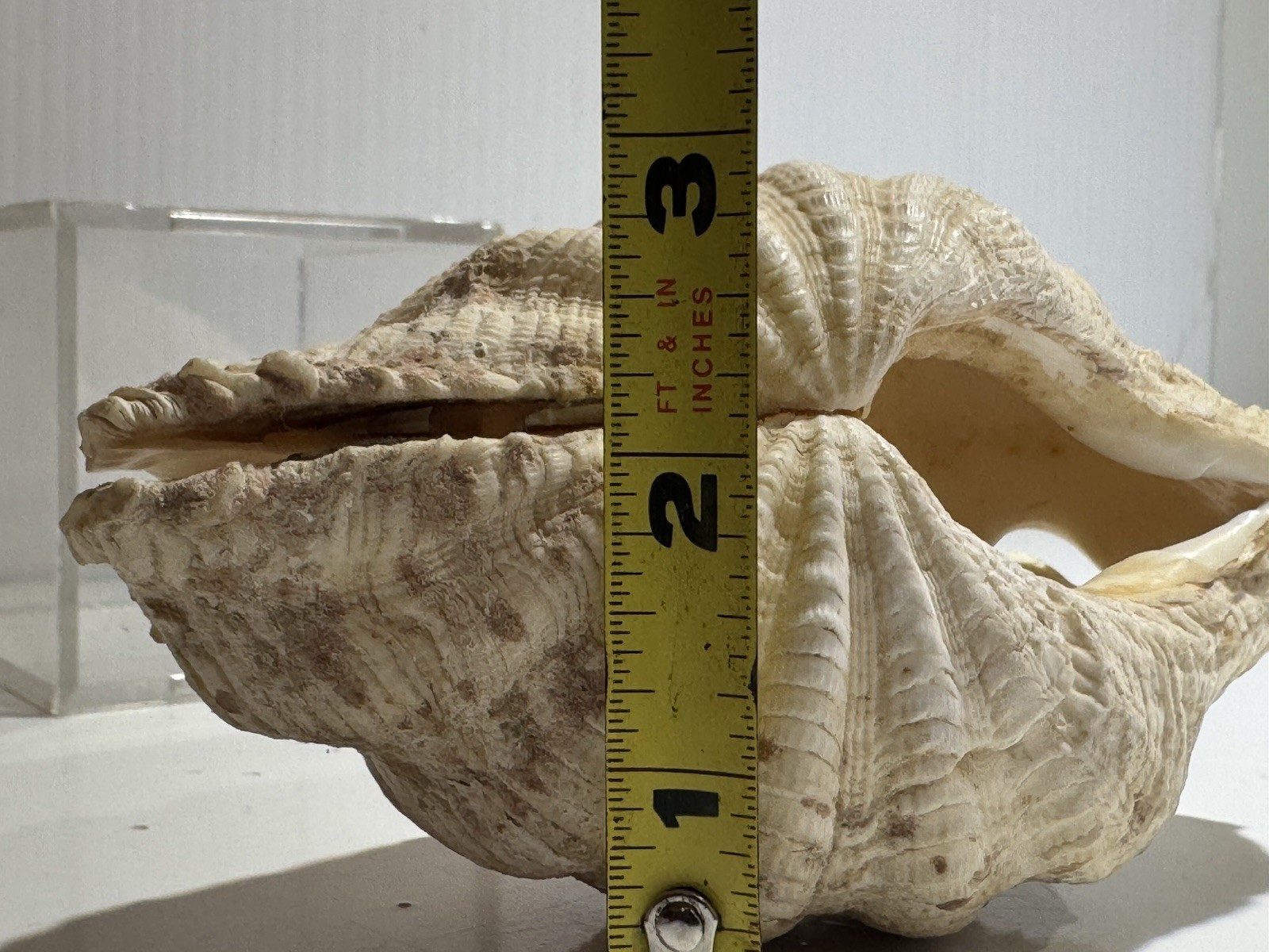 Clam Shell Tridacna Gigas Set Pair Both Valves 6” Complete