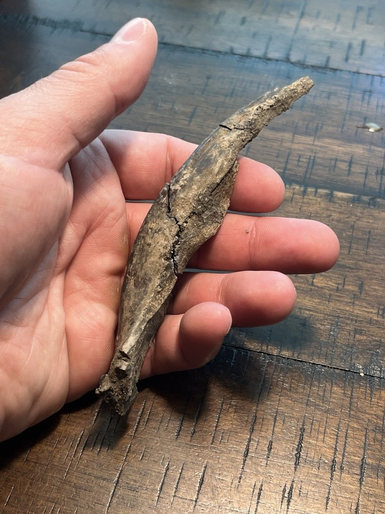 Crocodile Angular Lower Jaw Bone Dinosaur Age Fossil Hell Creek Form SD