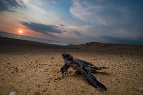 Help save 10 Baby Sea Turtles * CHARITY *
