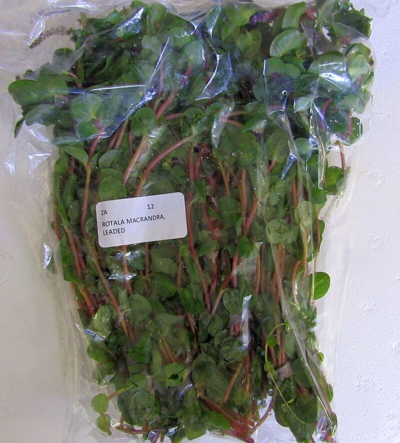 48 bunch plants, over 150 stems