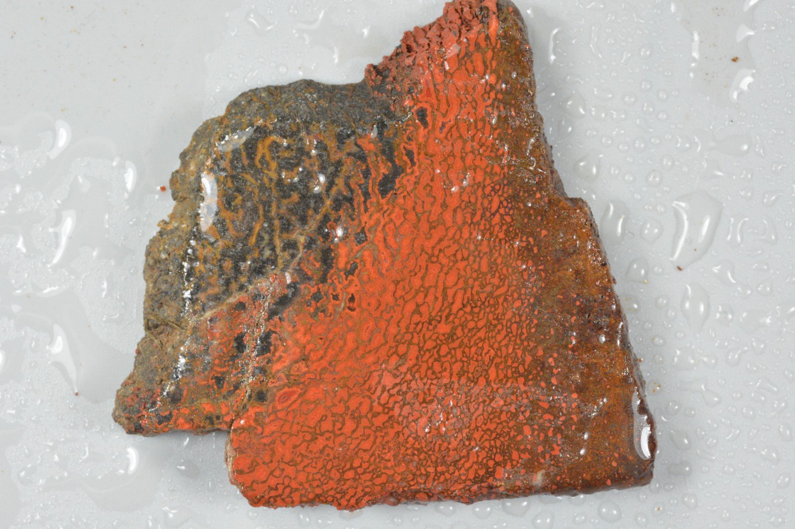 Orange Agatized Dinosaur Bone, New Mexico, 55 grams