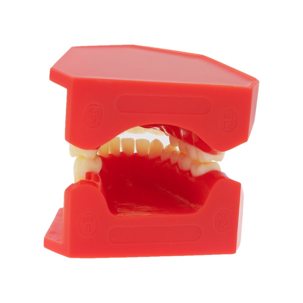 Dental Teeth Permanent Tooth Alternate Demonstration Study Teach Model M7013