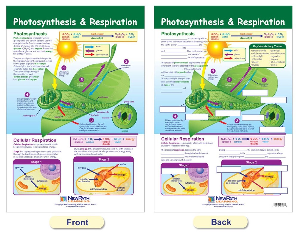 NewPath Learning Cells Bulletin Board Chart Set, Gr 3-5, 12x18, Laminated