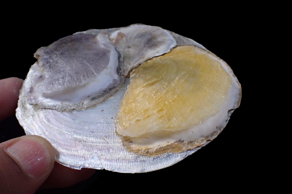 Bivalvia sp. 104mm, Marine Life