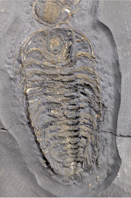 Golden Bug Pyritized Triarthrus eatoni Trilobite Fossil Specimen