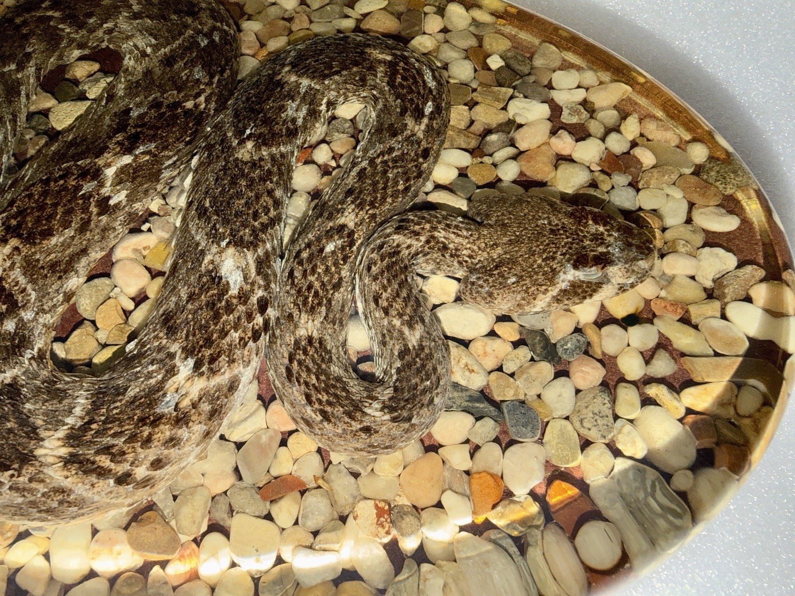 Large Genuine Diamondback Rattlesnake Taxidermy Snake Resin 13x9 Inches Heavy