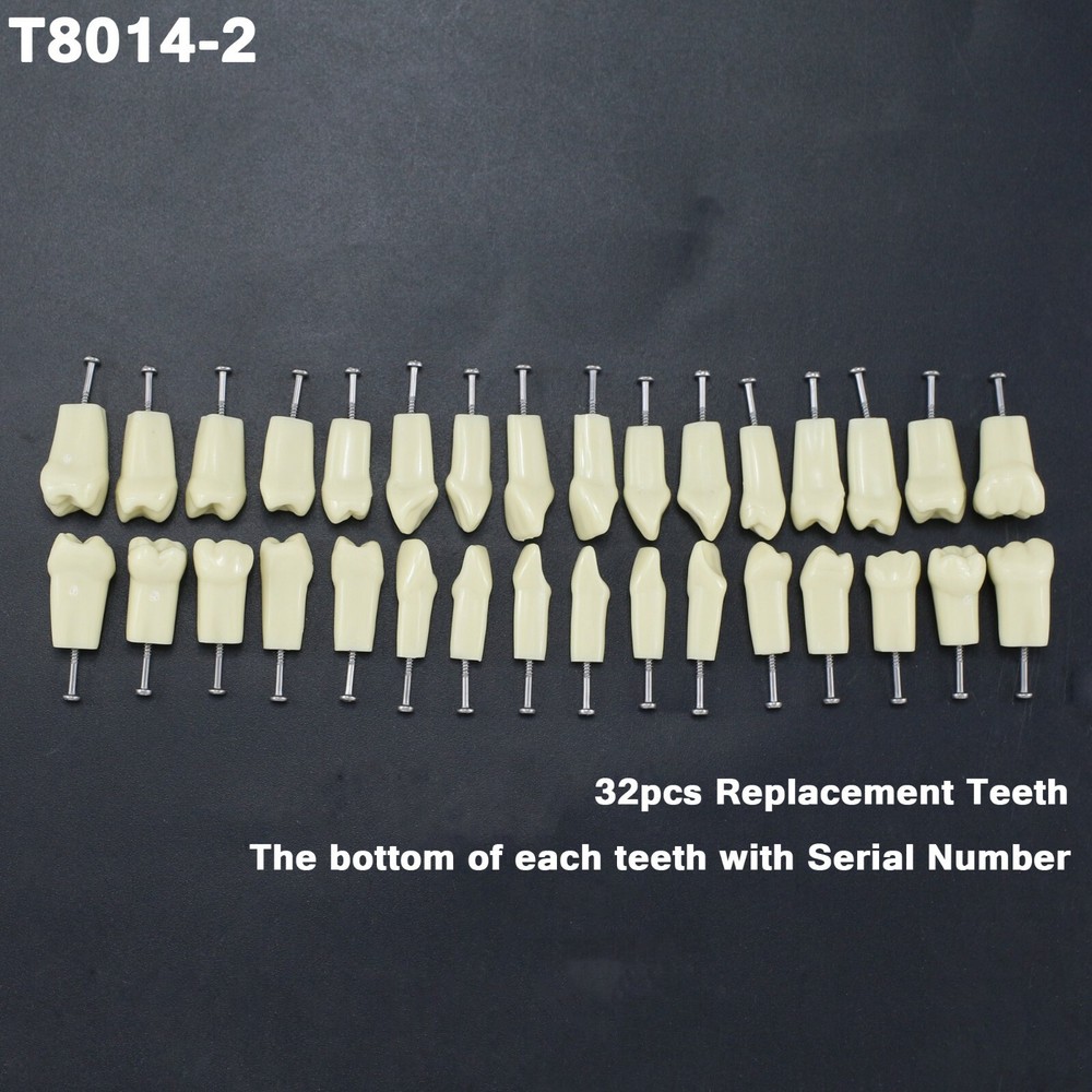 Dental Restorative Typodont Standard Model Removable 32PC Teeth Numbered Frasaco