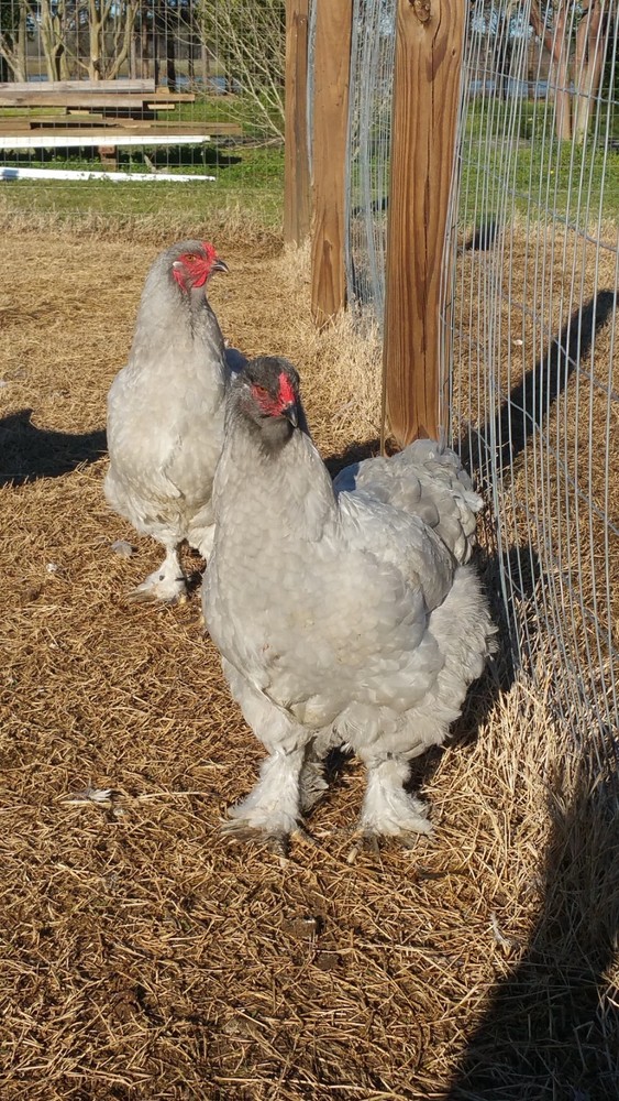 8+ Lavender Brahma Hatching Eggs