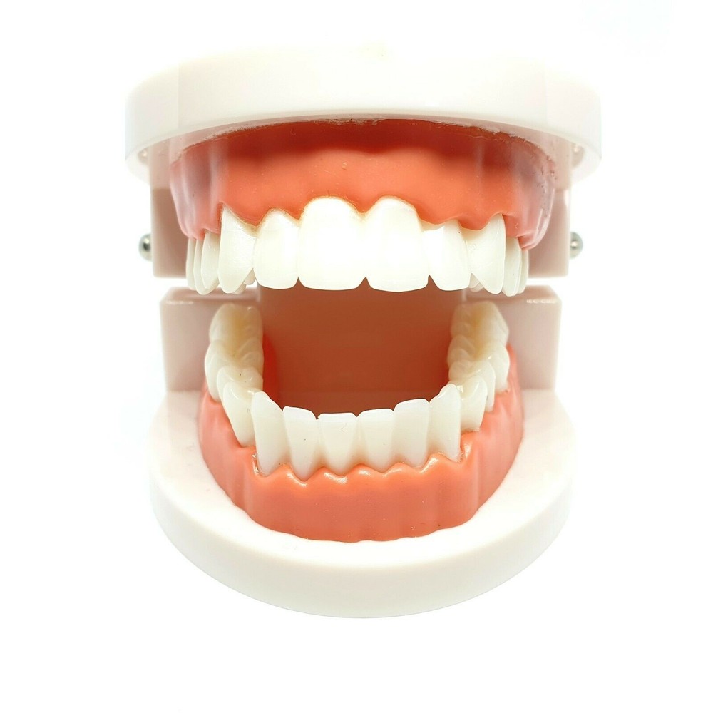 Teeth Model Kids Teaching Study Supplies Adult Standard Demonstration TeethModel