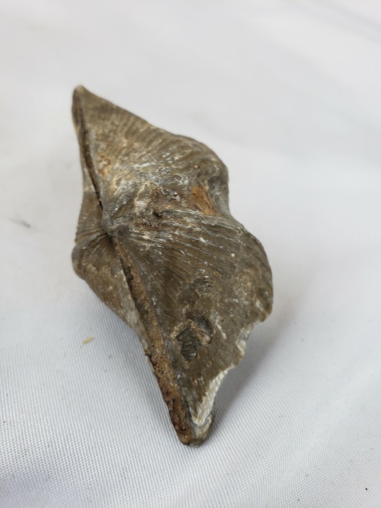 Pre-historic fossil, nice, rare