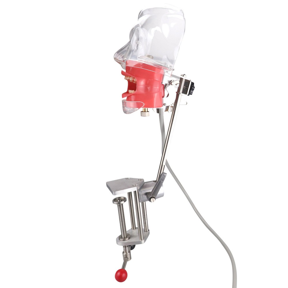 Dental Manikin Simulator Phantom Head Typodont for Dentist Student Training